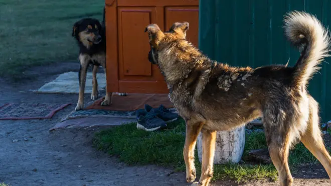 Эхинококоз адамга бир гана ит менен мышыктан жугат