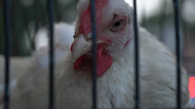 పౌల్ట్రీరంగం 