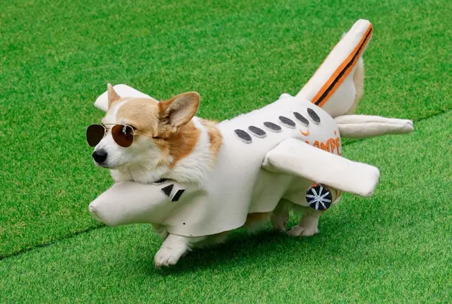 Corgimania na Litwie