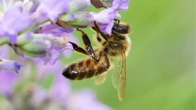 په هرات ولایت کې تېر کال شپېته ټنه شات تولید شوي وو.