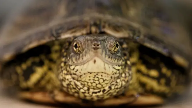اس نسل کے کچھوؤں کا رنگ کالا ہوتا ہے اور جسامت بہت چھوٹی (فائل فوٹو)