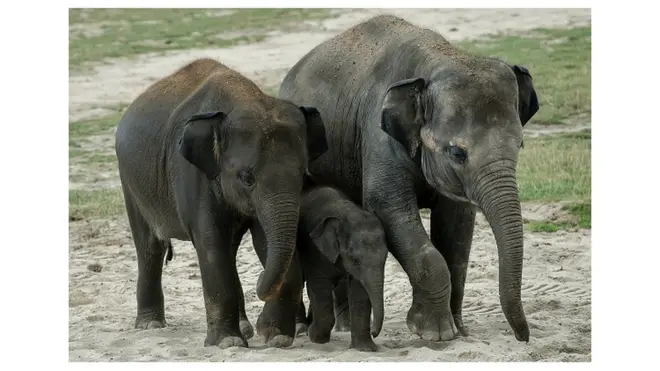 l'interdiction de transférer des éléphants vers des lieux captivité vient d'être votée à Genève