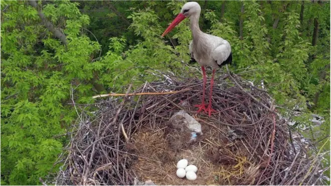 лелека і його гніздо