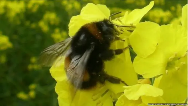 شہد کی مکھی