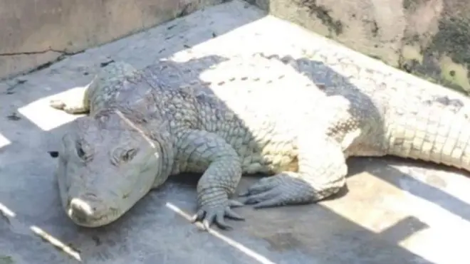 Mamba huyo ana umri wa miaka 78 na amekuwa akifugwa na familia moja