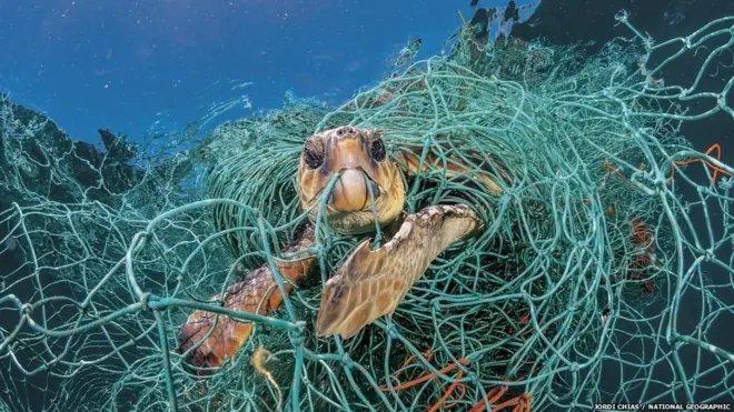 जाळ्यात अडकलेला कासव