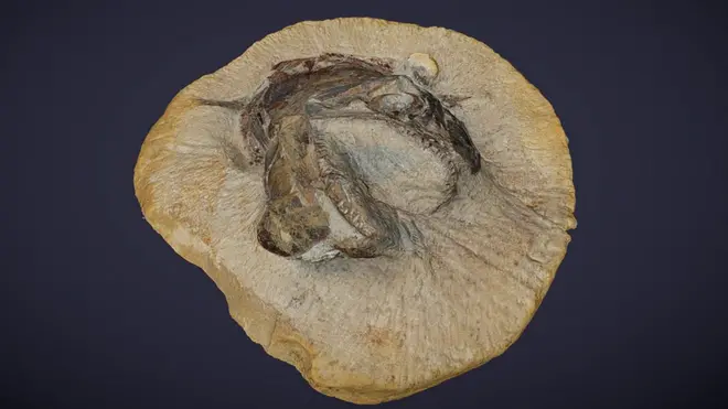 Ископаемая рыба