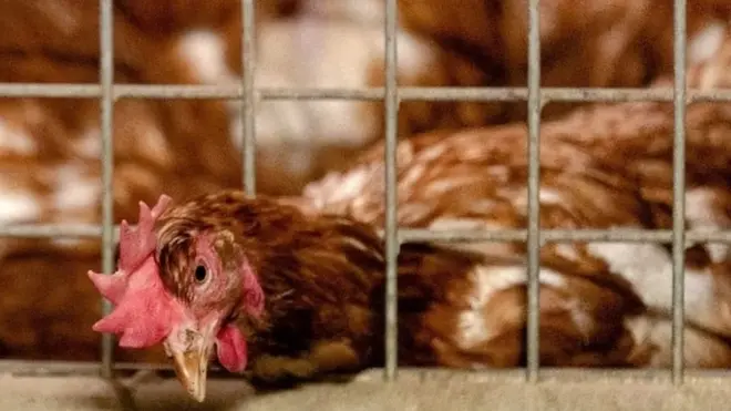 السلطات في هولندا تأمر المزارعين بالإبقاء على دواجنهم في أماكن مغلقة