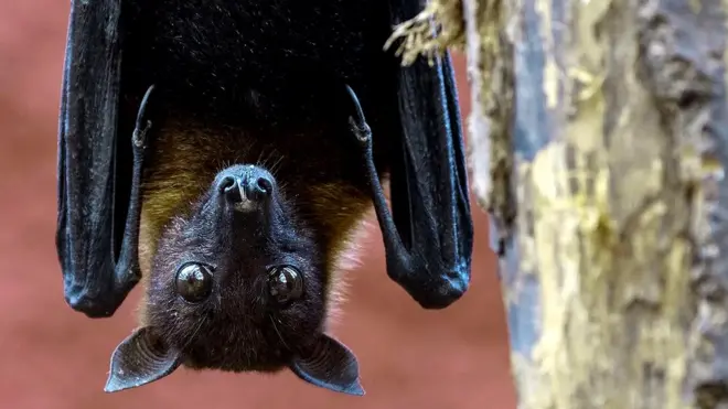 ચામાચીડિયું