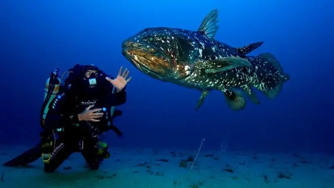 Pada tahun 2010, Laurent Ballesta memotret seekor coelacanth yang sedang bersama penyelam, Cédric Gentil.