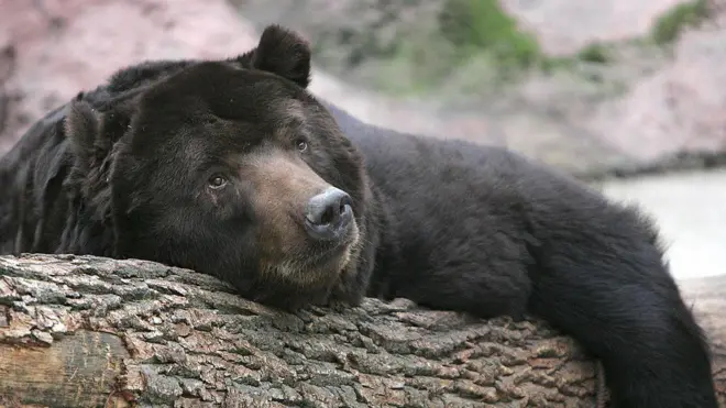 Um urso negro descansandocassino que paga em pixuma árvore