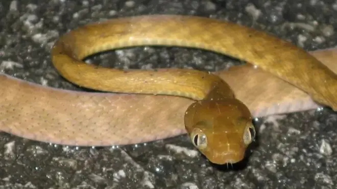 బ్రౌన్ ట్రీ స్నేక్