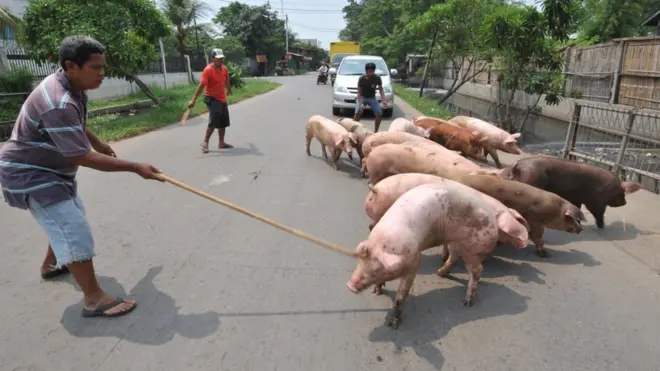 Saat ini, vaksin untuk kolera babi sudah tersedia, namun tidak untuk ASF.