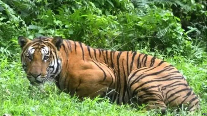 प्रतीकात्मक तस्वीर