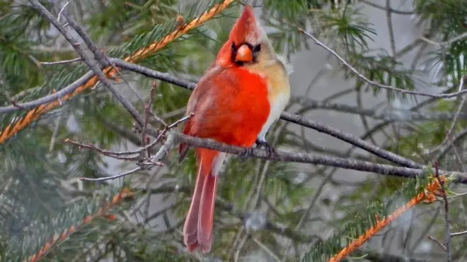 Northern cardinal
