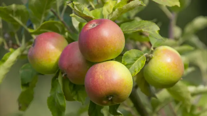 Яблоки на Британских островах знают и любят. Пироги с яюлоками - тоже. Да и как же не любить такую красоту!