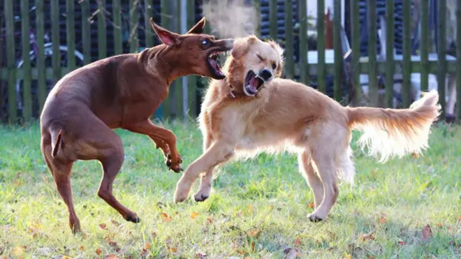 కుక్కల పందం