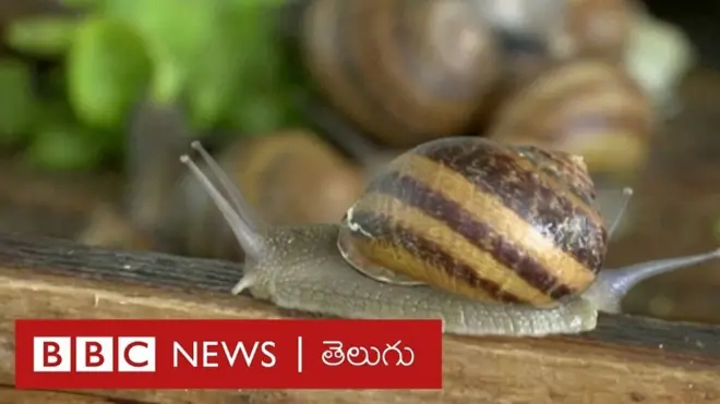 snails