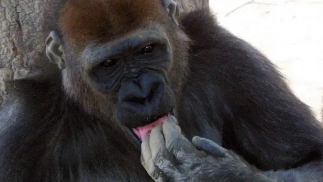 Jaldeessa waa nyaataa jiru