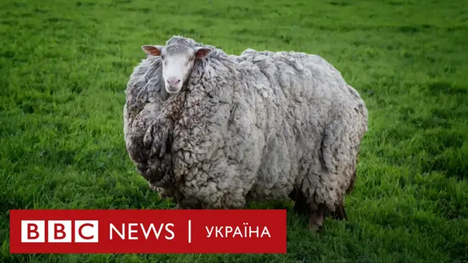 Вівця втекла, її зловили через 7 років