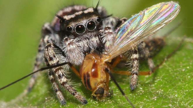 Jumping spider Phidippus mystaceus feeding on a nematoceran prey (photo by David E. Hill, Peckham Society, Simpsonville, South Carolina)