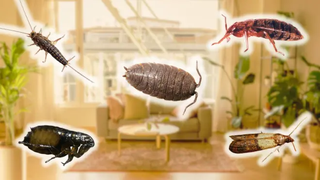 Колаж - пʼять комах на тлі кімнати в квартирі