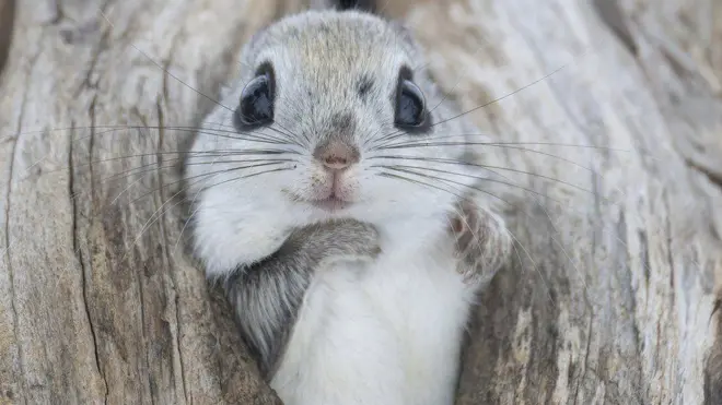 Um esquilo-voador-siberiano usando um ninhojogos online legaispássaro abandonado para se aquecer no inverno