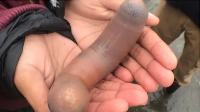 Ẹja Penis