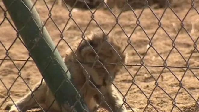 दक्षिण अफ़्रीका में हो रहा है सीमित क्षेत्र में रखे शेरों का शिकार, करोड़ो डॉलर के व्यवसाय पर कार्यकर्ताओं ने उठाए सवाल.