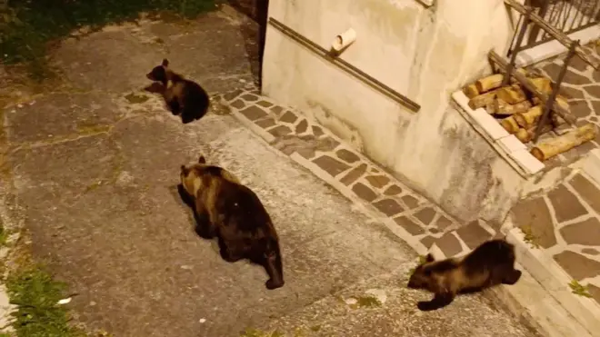 Амарена с медвежатами