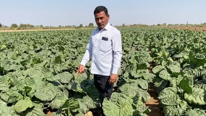 બીબીસી ગુજરાતી સુરેન્દ્રનગર ખેડૂત તમાકુ ખેતી જીરુ ધાણા વાવેતર 