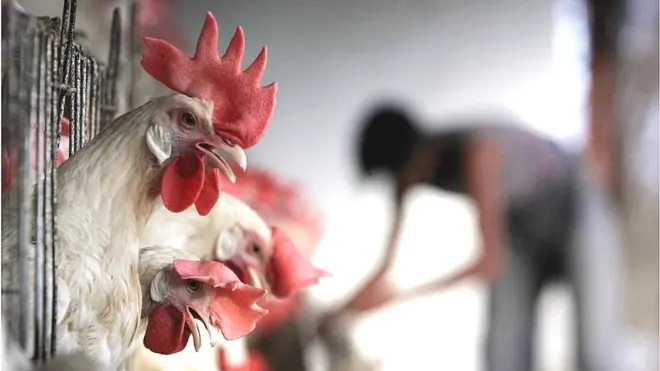 చికెన్.. కోళ్లు.. కరోనా వైరస్
