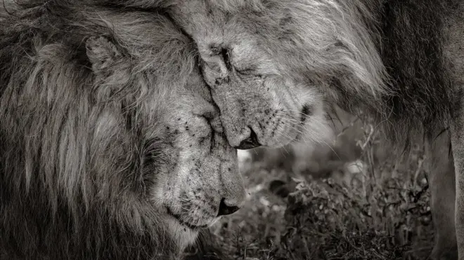 Lions