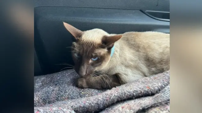 Vozač kombija Džef Burer kaže da nije delovala uplašeno