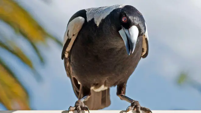 Allaattii qurruu jedhamu