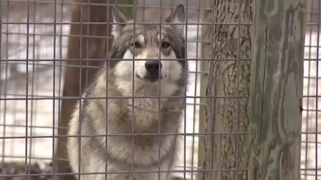 vuk u utočištu za divlje životinje