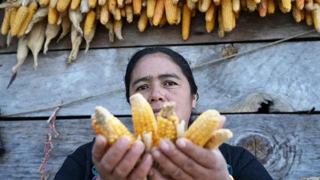 Mujer en guatemala, país afectado por la sequía que potencia El Niño, sostiene varias mazorcas de maíz en sus manos 
