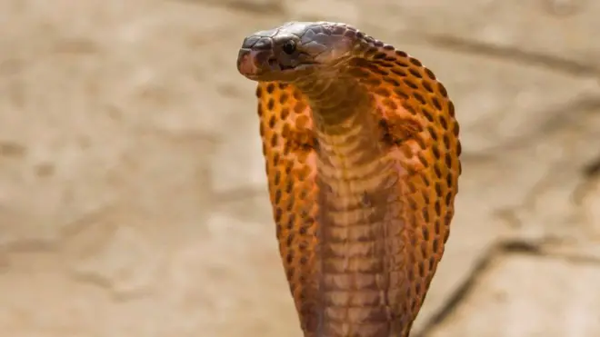 किंग कोबरा की सांकेतिक तस्वीर