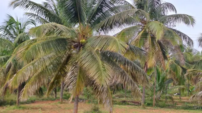 नारियल का पेड़