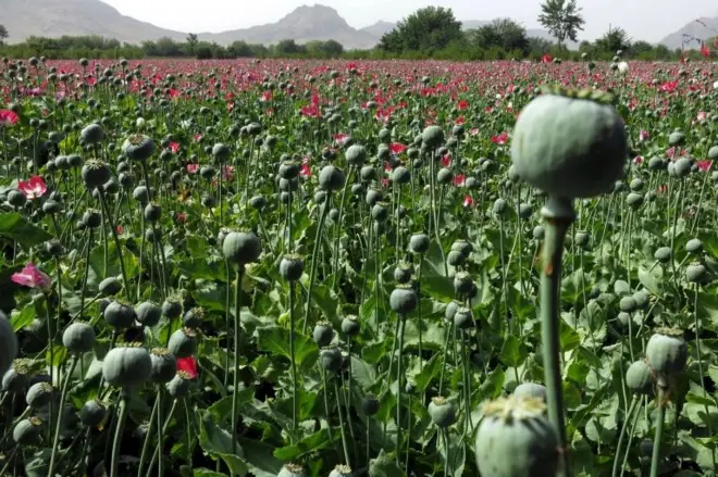 نبات الأفيون