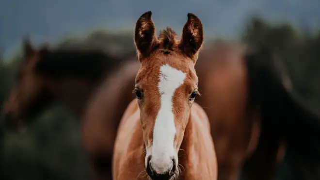 घोडीचं पिल्लू