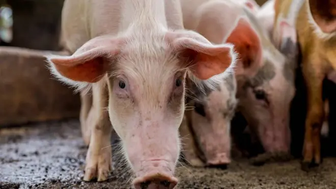 Africa Swine Fever for Oke Aro farm