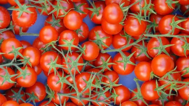 غدائیت کے اعتبار سے ٹماٹر ہمارے لیے کتنا ضروری ہے؟