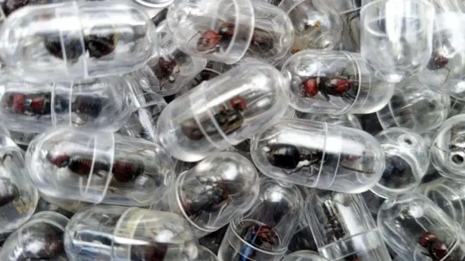 కెన్యా, చీమలు, స్మగ్లింగ్, నేరాలు, రాణిచీమలు, పెంపుడు జంతువులు