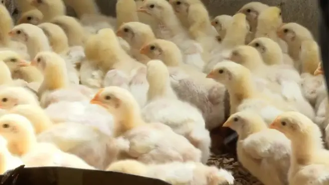 تعيش مصر منذ أشهر أزمة تتعلق بصناعة الدواجن التي تعتبر مصدر رزق نحو 3 ملايين مصري.