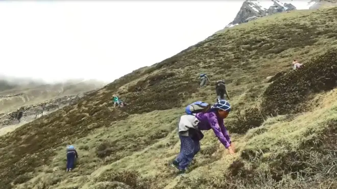 Yarsagumba hanya bisa ditemukan di ketinggian 3000-5000 meter di lereng pegunungan Himalaya.