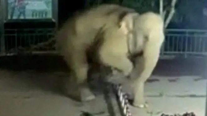 التقطت كاميرات المراقبة على الحدود بين الصين ولاوس عملية عبور للحدود بشكل قد لا يكون قانونيا. لكن الحالة خاصة هذه المرة، إذ أن فيلا هو من عبر الحاجز بين الدولتين.