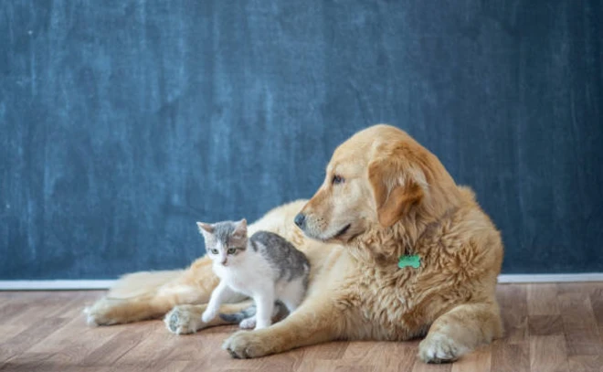 น้องหมาแมว