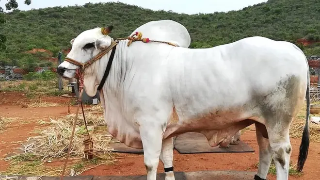 ఒంగోలు జాతి పందెం గిత్త