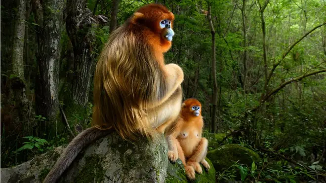 Dois macacos-de-nariz-arrebitado sentados sobre uma pedra, na China